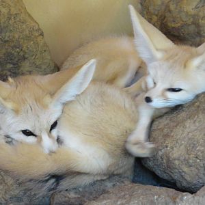 Fennec Fox - Oct 2011
