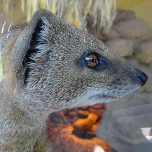 Yellow Mongoose close up! - Oct 2011
