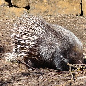 Crested Porcupine - Oct 2011
