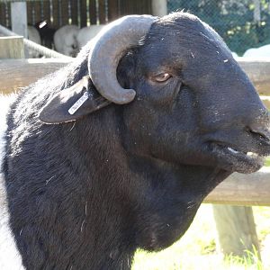 Somali Black Headed Sheep - Oct 2011