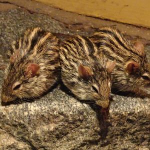 Striped Grass Mice - Oct 2011