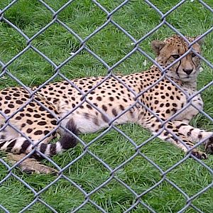 Cheetah - Sept 2011