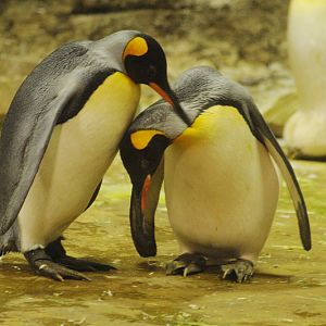 King penguin
