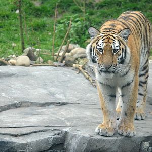 Amur tiger