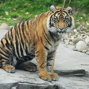 Sumatran tiger