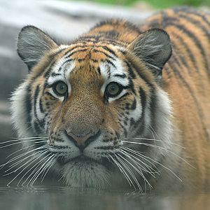 Amur tiger