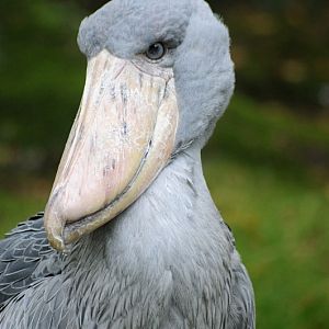 Shoebill