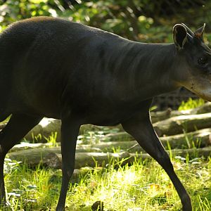 Yellow-backed duiker