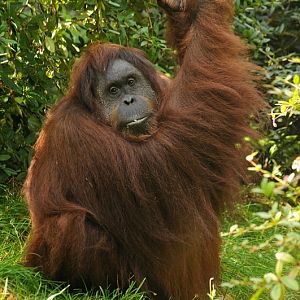 Orang-Utan