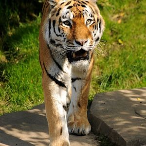 Amur tiger