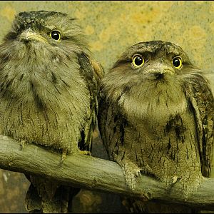 Tawny frogmouth