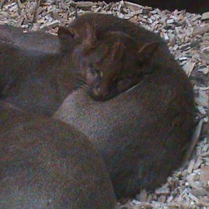 jaguarundi 140911