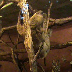 three-toed sloth 140911