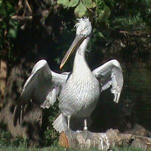 dalmatian pelican 140911