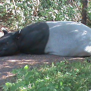 malayan tapir 140911