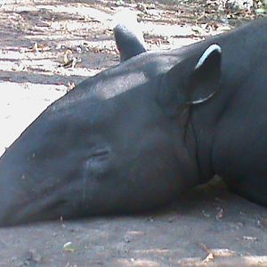 malayan tapir 140911