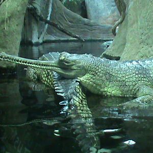indian gharial 140911