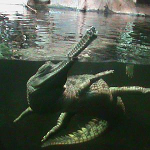 indian gharial 140911