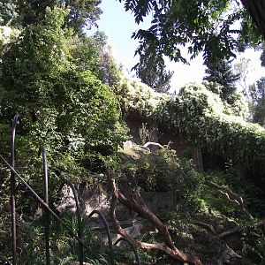 red panda enclosure 140911