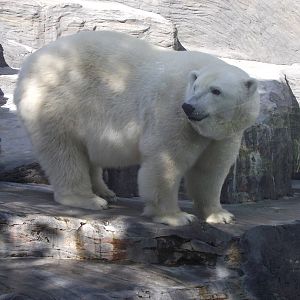 polar bear 140911