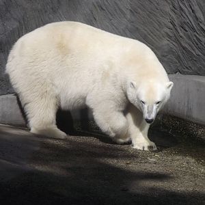 polar bear 140911