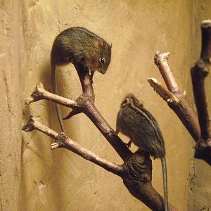 mesic four-striped grass rat 140911