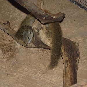 smiths bush squirrel 140911