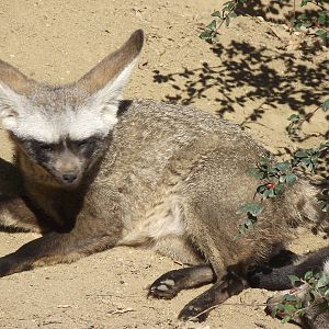bat-eared fox 140911