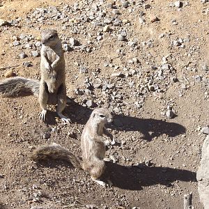 cape ground squirrels 140911