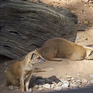 yellow mongoose 140911
