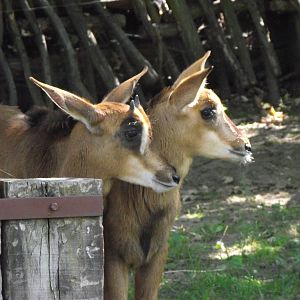 sable antelope young 140911