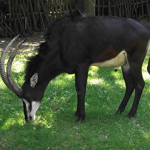sable antelope 140911