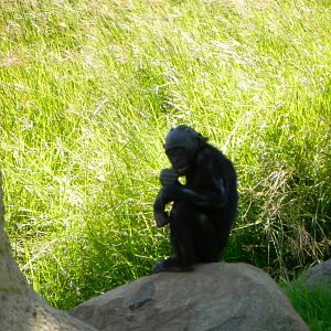 Behind the Scenes Safari Cats and Critters