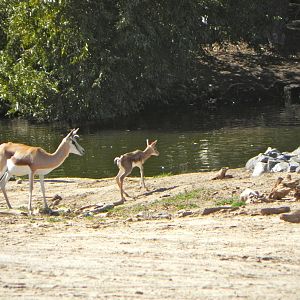 Behind the Scenes Safari Cats and Critters