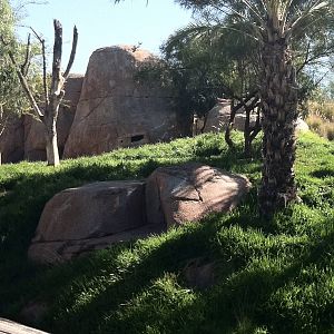 Behind the Scenes Safari Cats and Critters