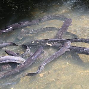 Eel feeding