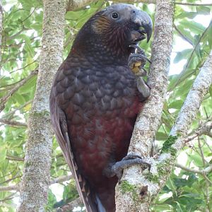 North Island Kaka (Nestor meridionalis septentrionalis)
