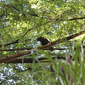 North Island Kaka (Nestor meridionalis septentrionalis)