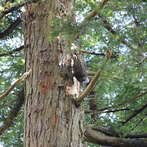 North Island Kaka (Nestor meridionalis septentrionalis)