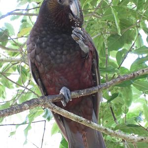 North Island Kaka (Nestor meridionalis septentrionalis)
