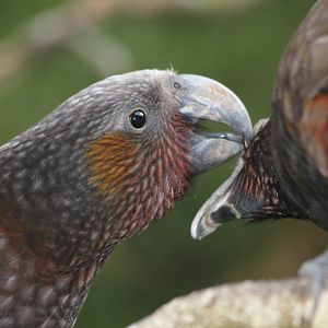 North Island Kaka (Nestor meridionalis septentrionalis)