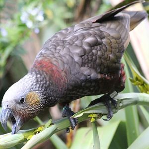 North Island Kaka (Nestor meridionalis septentrionalis)
