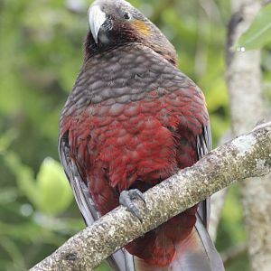 North Island Kaka (Nestor meridionalis septentrionalis)
