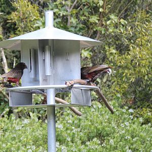 Kaka Feeding Station