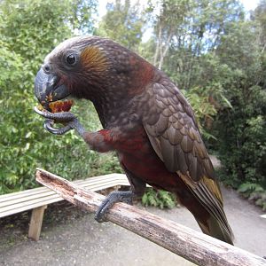 North Island Kaka (Nestor meridionalis septentrionalis)