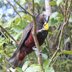 North Island Kaka (Nestor meridionalis septentrionalis)