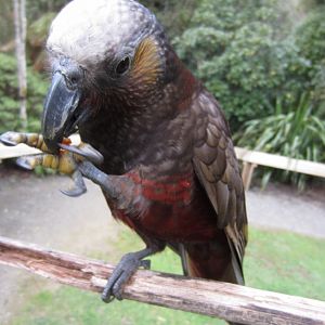 North Island Kaka (Nestor meridionalis septentrionalis)