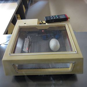 Kiwi egg incubating