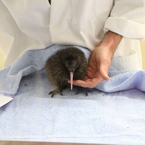 Kiwi chick handfeeding demonstration