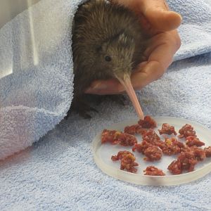 Kiwi chick handfeeding demonstration